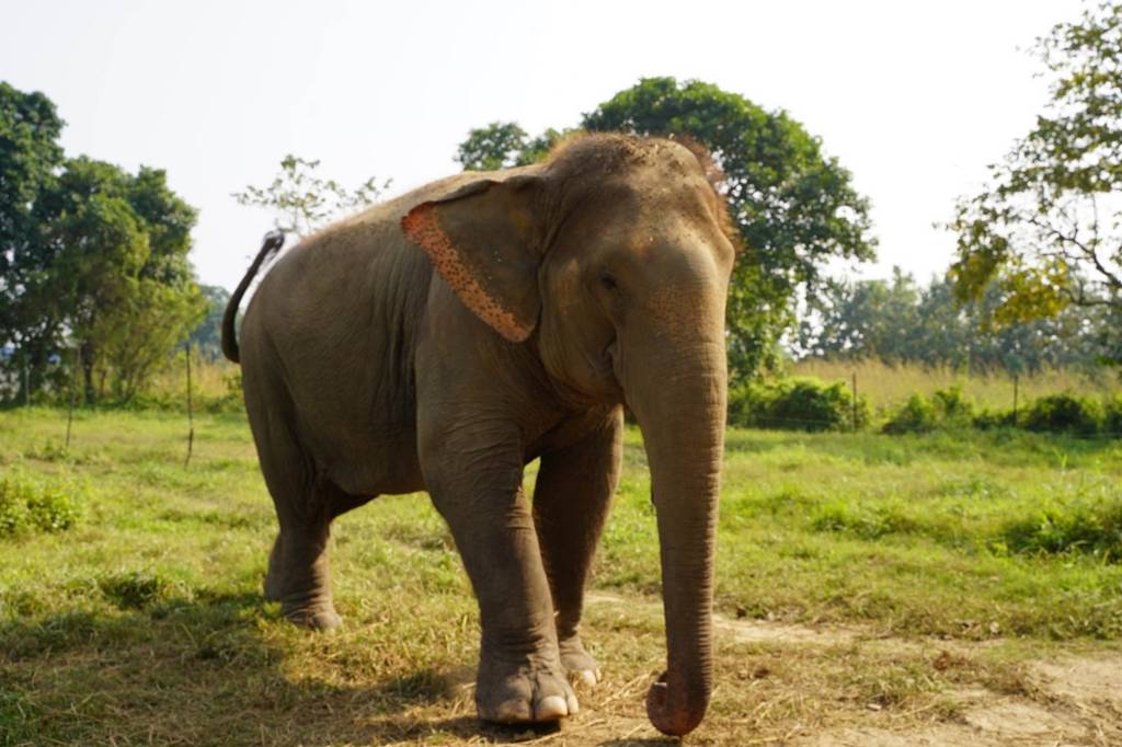 Chanchal Kali the Elephant